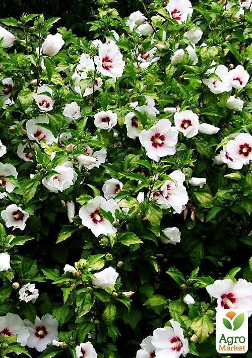 Гібіскус "Сирійський білий" - фото 5