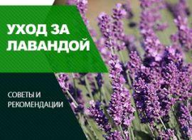 Весняний догляд за лавандою - корисні статті про садівництво від Agro-Market