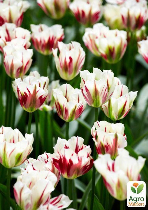 Тюльпан "Flaming Spring Green" (розмір 11/12, великий) 3шт в упаковці