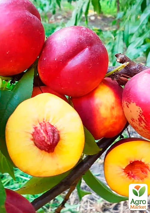 Нектарин "Супер Квин" (лысый персик, летний сорт, ранний срок созревания) - фото 4