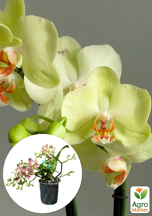 Орхідея Міні (Phalaenopsis) "Lemon"