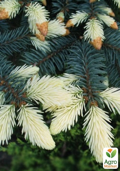 Ялина колюча "Bialobok" С10, висота 50-60см - фото 3