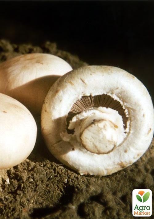 Сухой зерновой мицелий "Шампиньон королевский" 100г