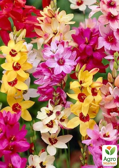 Иксия "Mix" 5шт в упаковке