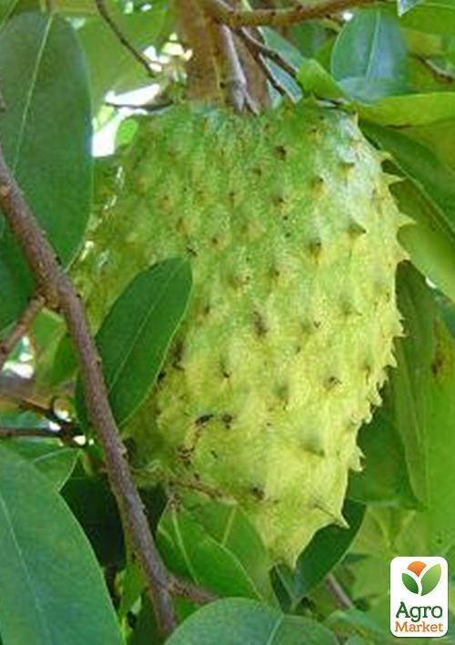 Аннона муриката (Гуанабана )  - фото 3