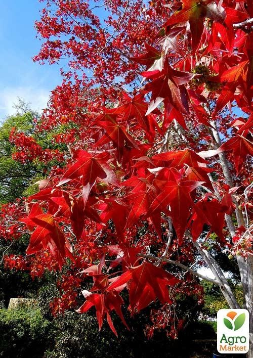 Ликвидамбр 2х летний смолоносный (вазон С3, высота 100-120см) - фото 2