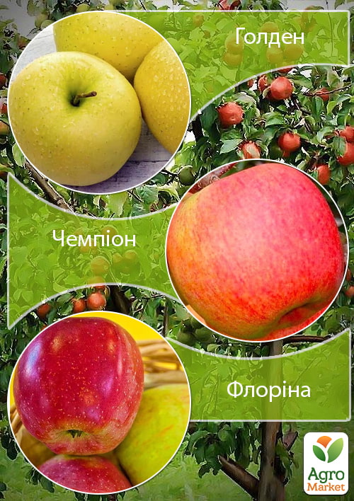 Дерево-сад Яблоня "Голден+Чемпион+Флорина" 
