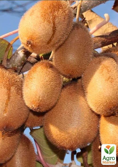 Киви самоопыляющийся "Генрих" - фото 6