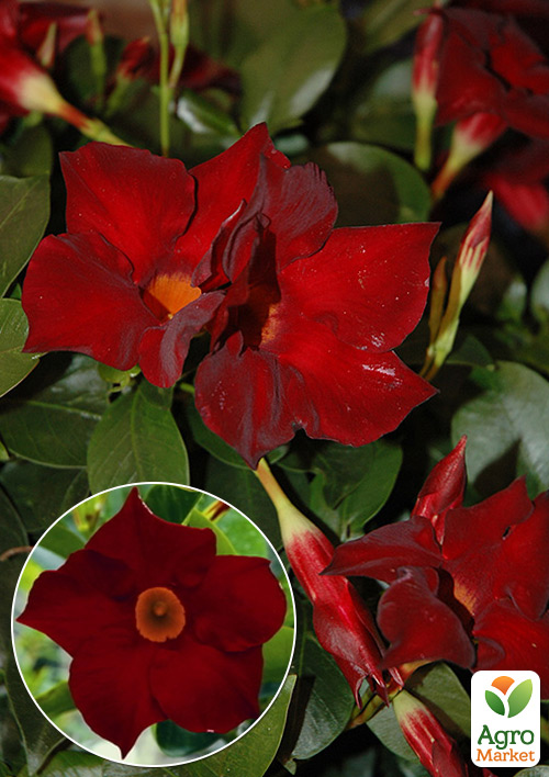 Дипладенія (Mandevilla) "Jasper Burgundy" (квітуча ліана)