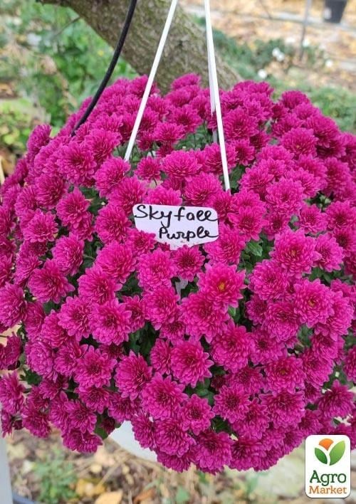 Хризантема ампельная  "Skyfall Purple" 