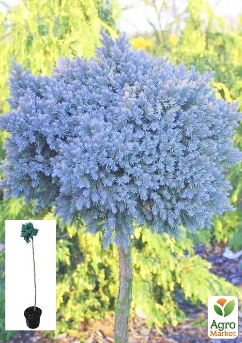 Можжевельник чешуйчатый на штамбе «Blue Star» С5, высота 70-90см