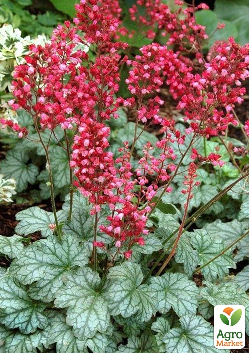 Гейхера (Heuchera) "Paris" С1 (высота 15-30см) - фото 6