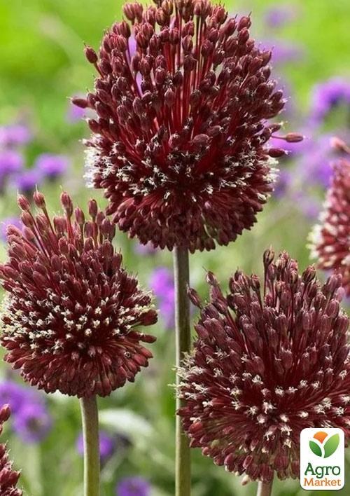 Алліум "Red Mohican" (розмір 10/12 великий) 1шт в упаковці - фото 4