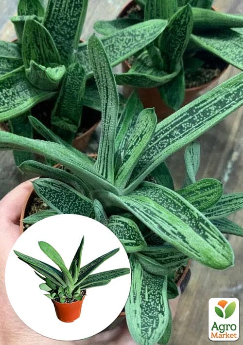 LMTD Гастерия "Little Warty" высота растения 15-25см