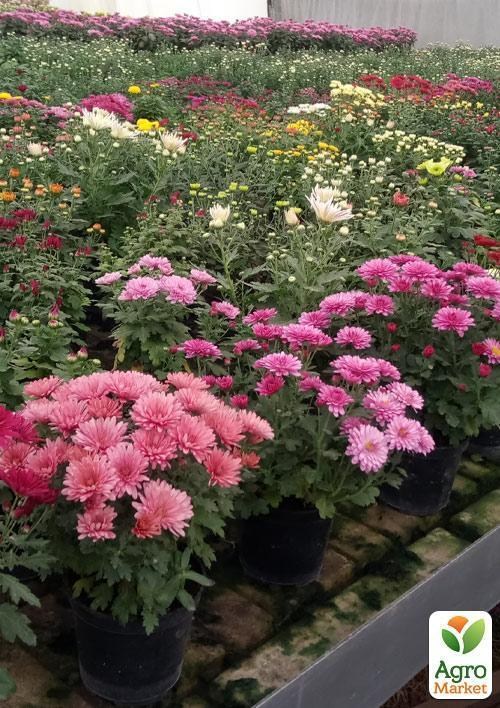 Хризантема "Uranus Red" (мультифлора рання) - фото 2