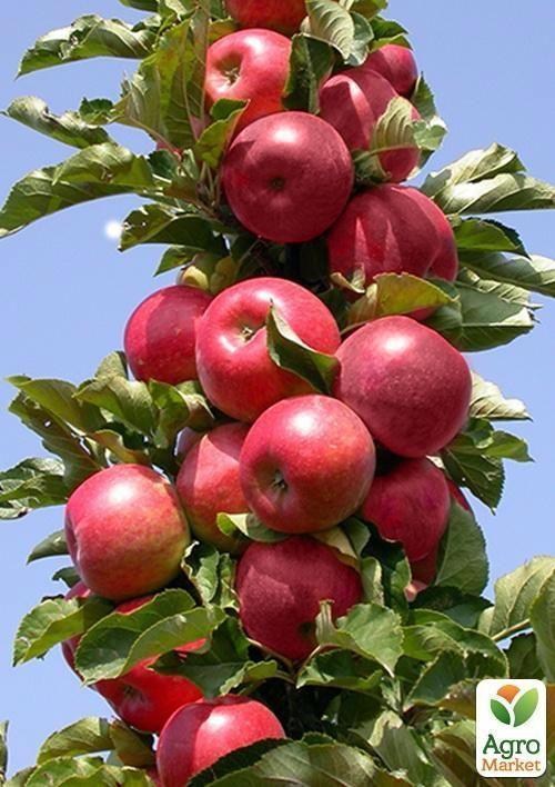 Осенний эксклюзив! Дерево-сад Яблоня колоновидная "Баргузин+Арбат"