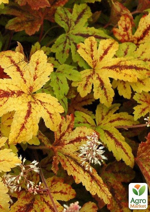 Гейхера (Heuchera) "Sunrise Falls"  - фото 3