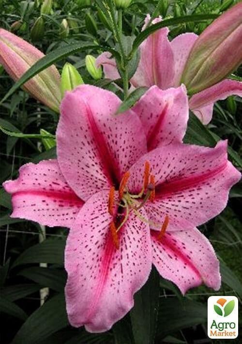 Лілія "Tiger Edition" 1шт в упаковці