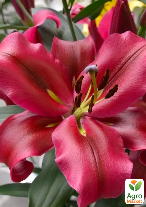 Лілія Гігант "Touchstone"