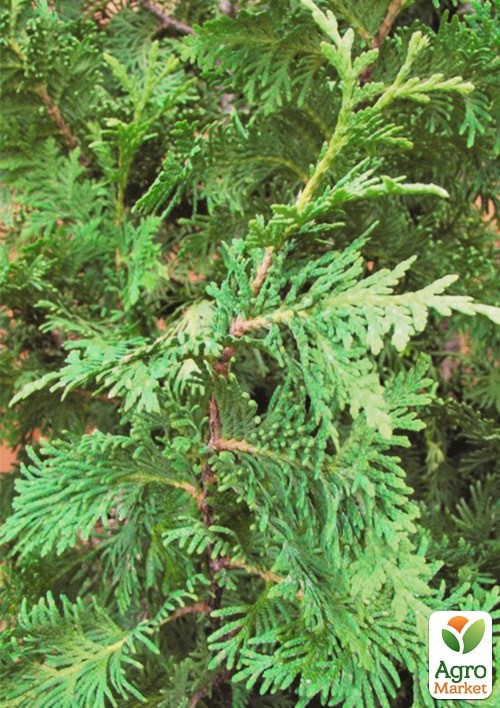 Туя західна Spiralis С5, висота 80-90см - фото 2