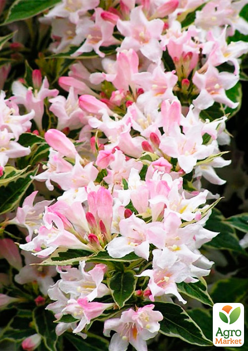 Вейгела 2-х летняя "Splendid" С3, высота 20-40см - фото 3