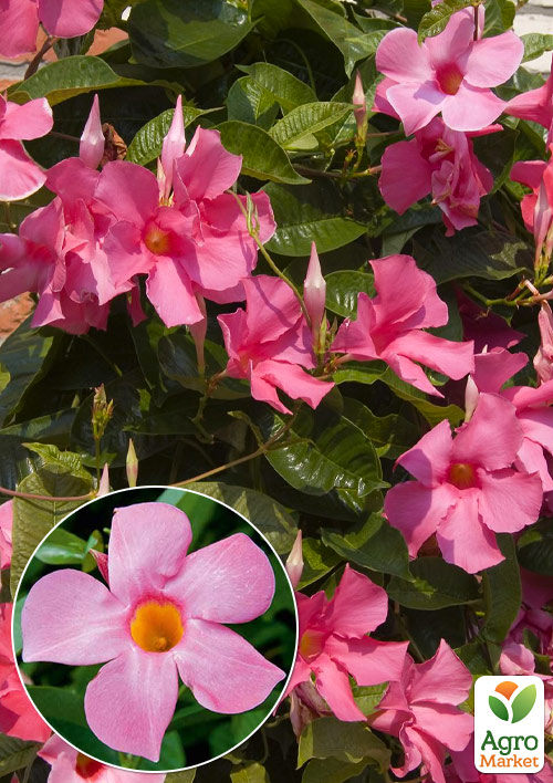 Дипладения (Mandevilla) "Veronika Pink" (цветущая лиана)
