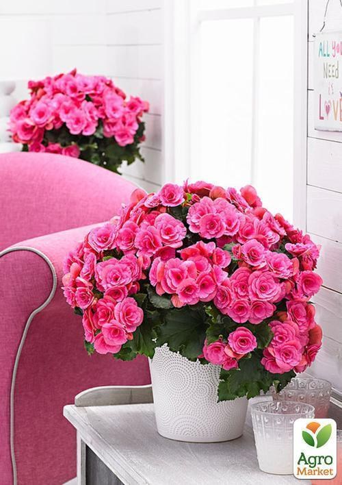 Бегония, микс из 3-х сортов "Легендарный" (Fabulous) 3шт в комплекте - фото 3