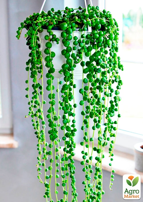 LMTD Сенеціо (хрестовник) "Rowleyanus" висота рослини 10см - фото 5