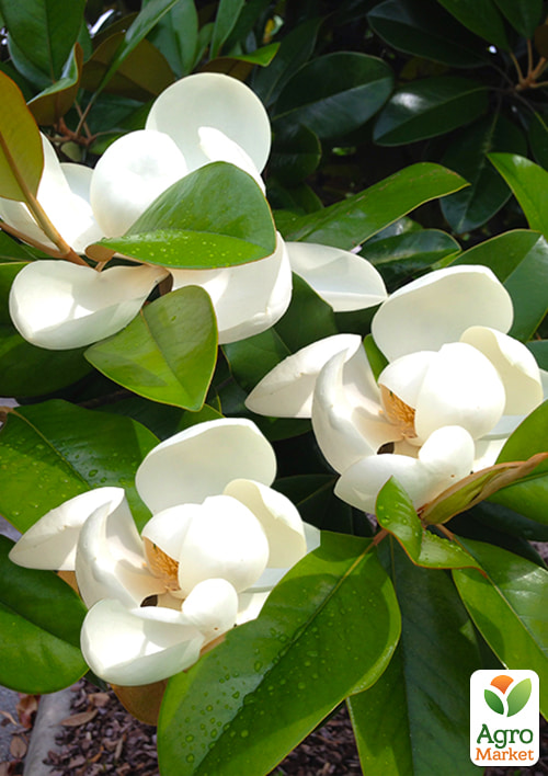 LMTD Магнолія Королівська "Grandiflora" 3-річна (висота 40-50см) - фото 6