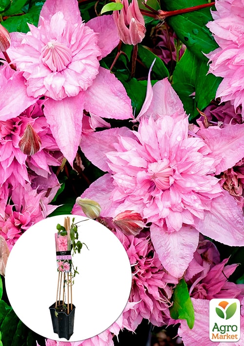 LMTD Клематис 3-х річний "Multi Pink" (висота 60-80 см)