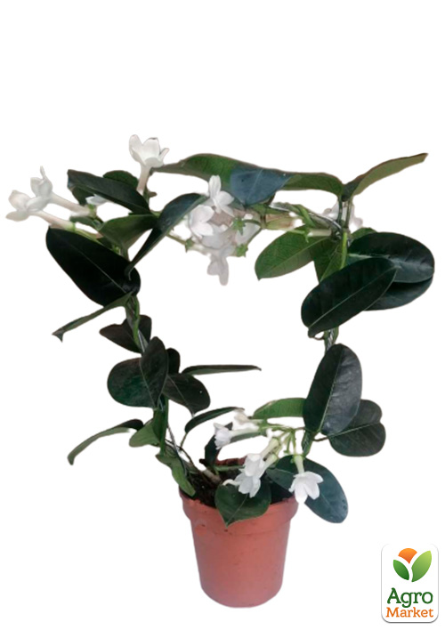 Стефанотіс "Stephanotis"