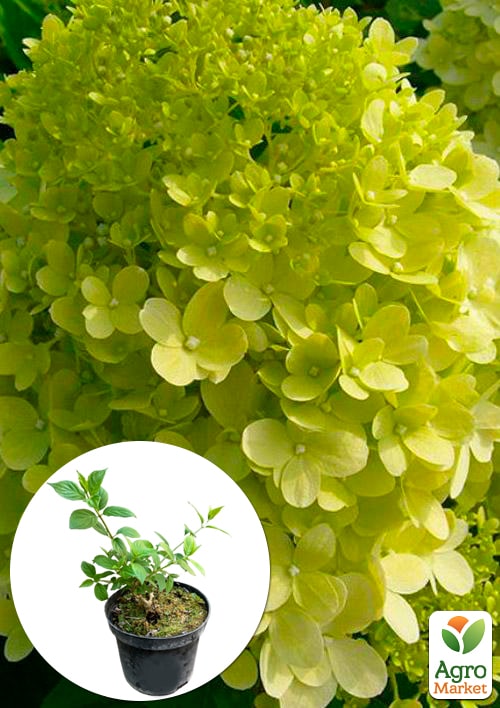 Гортензия метельчатая "Limelight" 