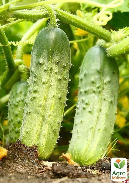 Огурец "Родничок" (Зипер) ТМ "Весна" 1.5г - фото 3