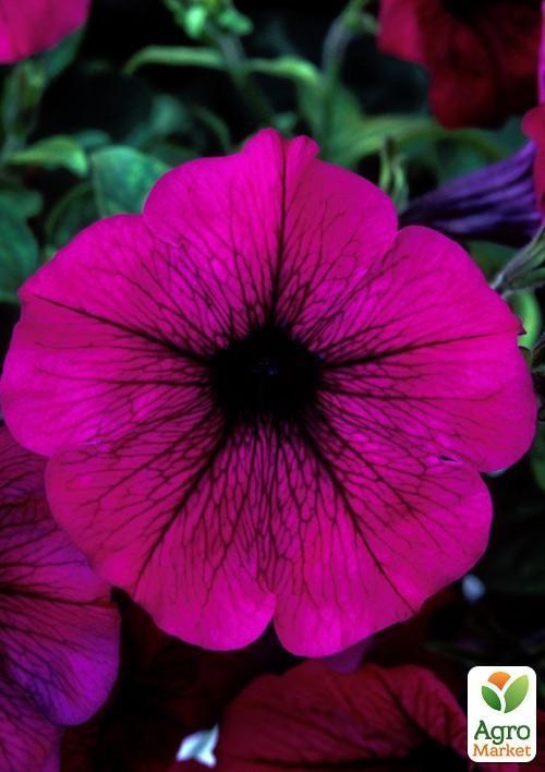 Сурфінія "Grape Ice" (контейнер № 10, висота 10-15 см) - фото 2