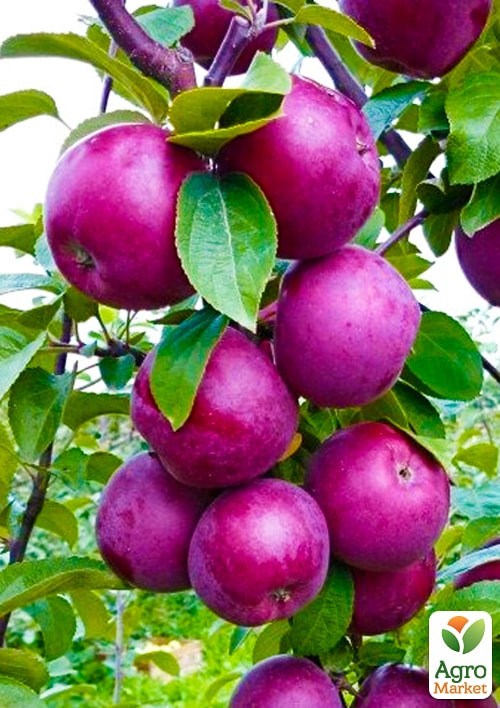 Яблоня "Черный принц" укорененная в контейнере (саженец 2 года) - фото 2