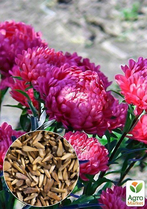 На развес Астра "Миледи роса" ТМ "Весна" цена за 1,5г