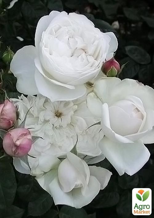 Роза английская "Francine Austin"