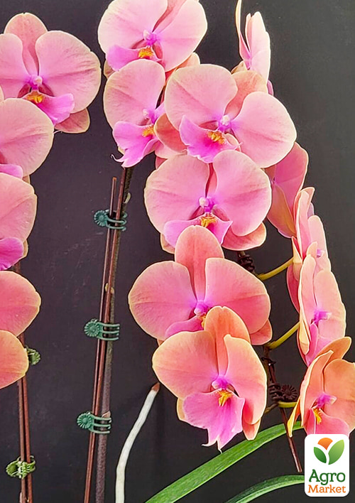 Орхидея (Phalaenopsis) "Rainbow Big Lip" высота 60-70см