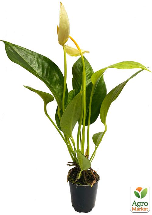 Антуриум (Anthurium) "Oshiro White" - фото 7