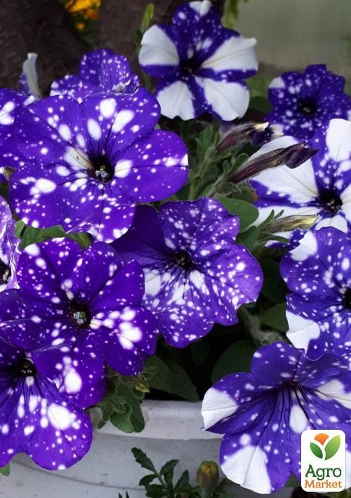 Петуния Alpetunia "Glacier Sky" (контейнер №10, высота 10-15см)