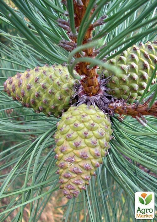 Сосна, шишка зеленая 100г