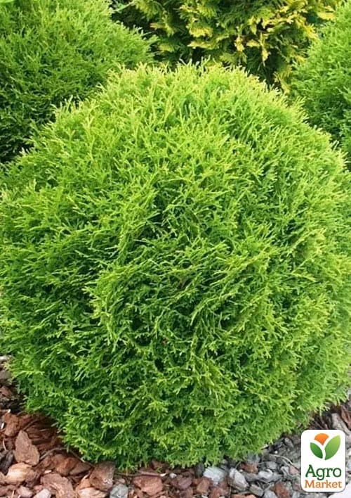 Туя западная "Tiny Tim" С5, диаметр 25-30 см