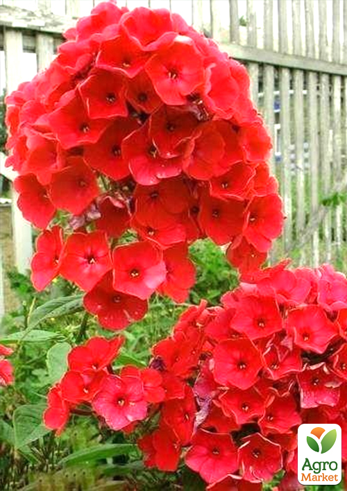 Флокс багаторічний "Starfire" 1шт в упаковці