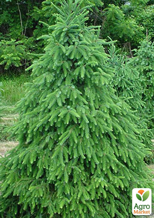 Ель сербская "Леди Макбет" (Lady Macbeth) горшок P9