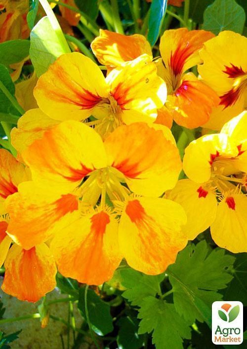Настурція жовта (Зипер) ТМ "Весна" 2г - фото 3