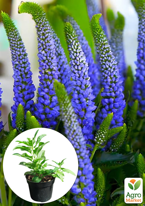 Вероника колосистая "Blue Indigo" вазон С2