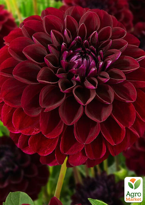 Георгина "Gipsy Night"