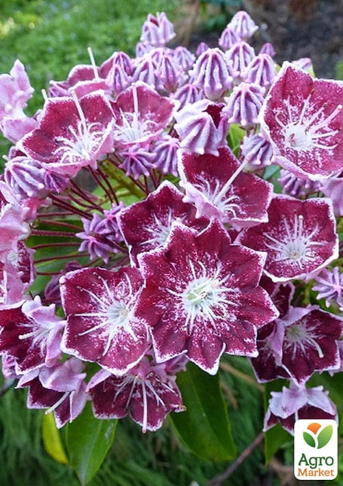 Кальмія latifolia "Kaleidoscope"