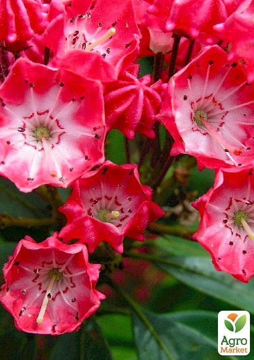 Кальмія latifolia "Beacon" (Leuchtfeuer) - фото 2