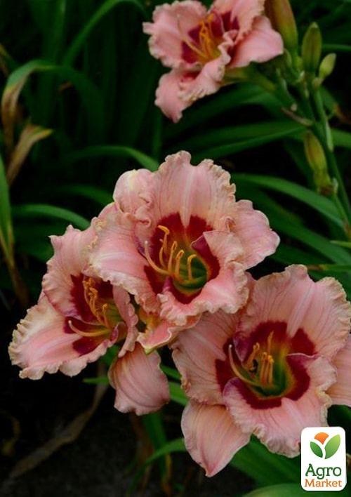 Лілійник "Beautiful Jealous Eyes" 1шт в упаковці - фото 2